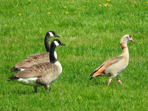 Gänse-Invasion