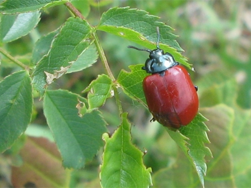 Gefräßiger Käfer