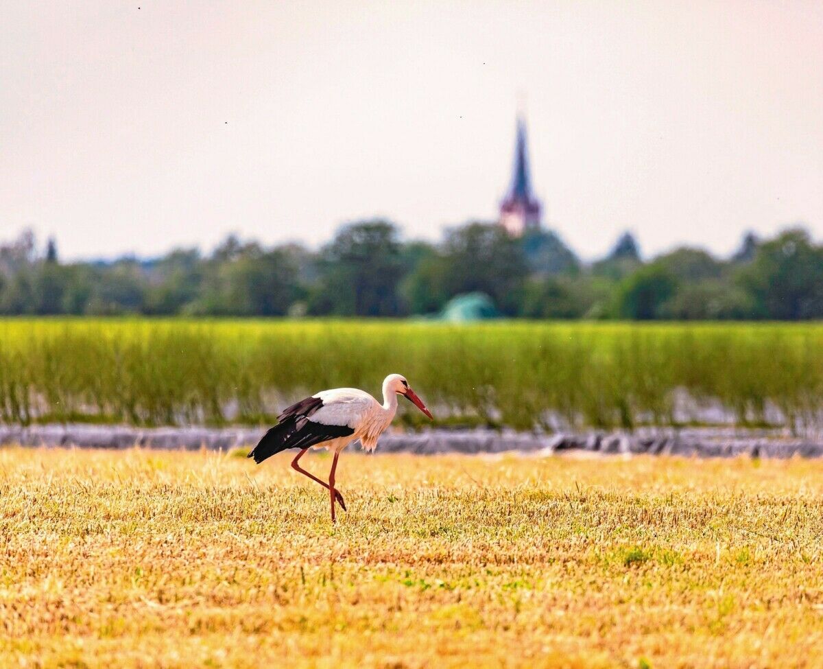 Kulturfolger Storch