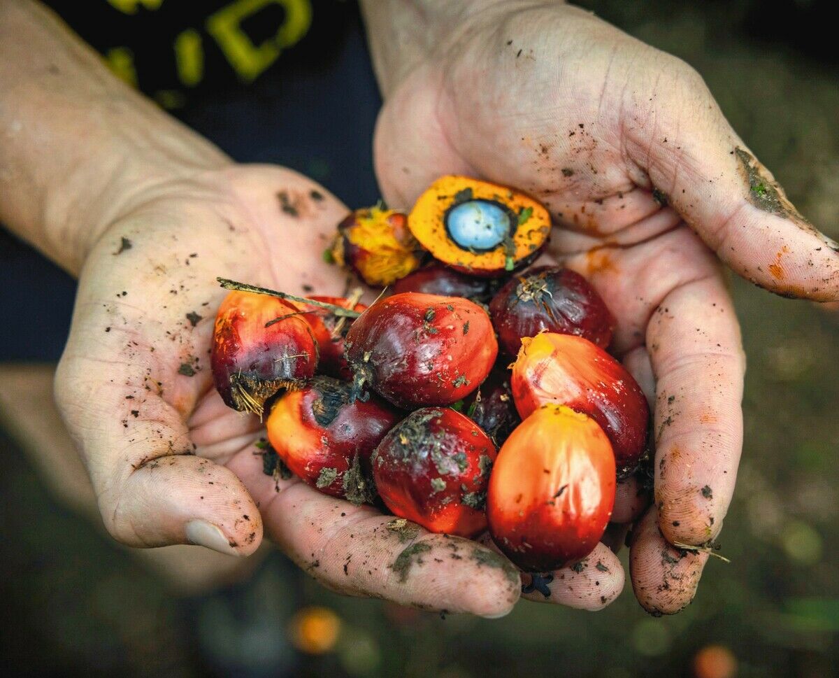 Ölwende in Sabah