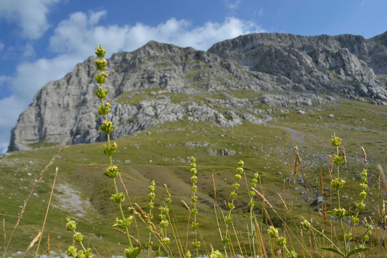 Schwindende Pflanzenvielfalt aus dem Weltall sichtbar