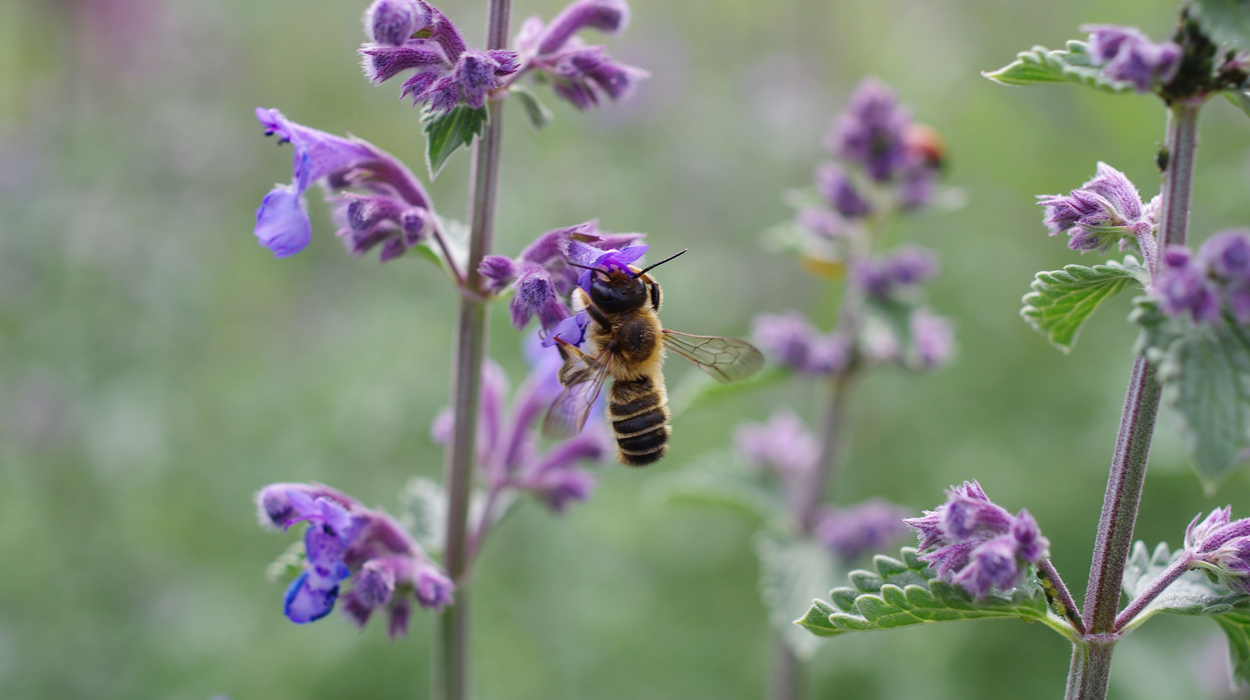 Wie geht es den Bienen in Deutschland?