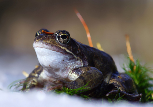 Froschprinz