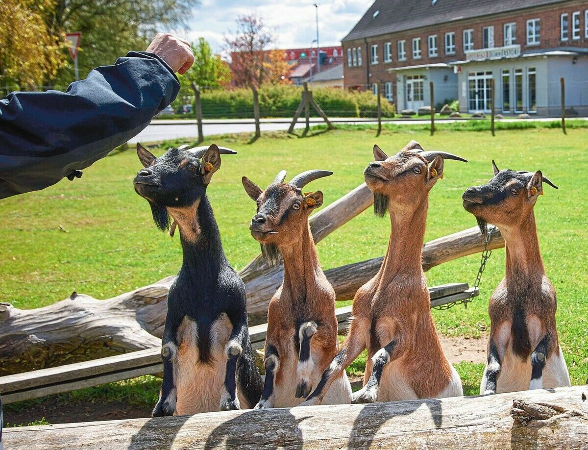 Wenn Tiere richtig Bock zu lernen haben