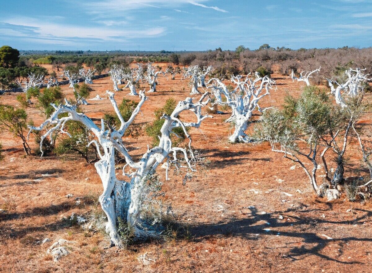 Xylella fastidiosa: Todbringender Eindringling