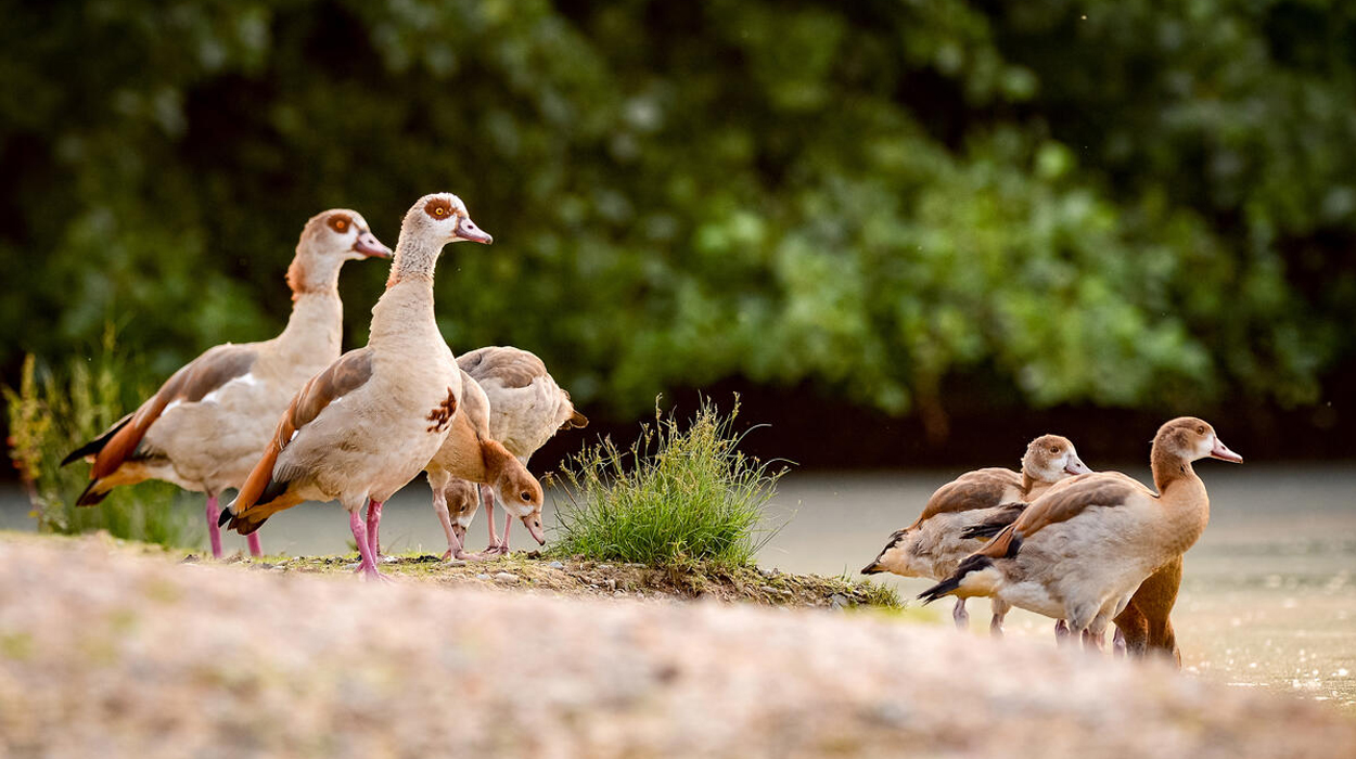 Verdrängt die Nilgans die heimische Graugans?