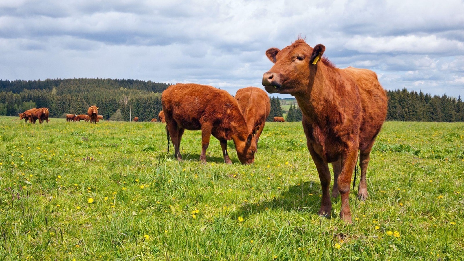 Weidehaltung: Einfluss auf Milchqualität und Tierwohl im Vergleich zur Stallhaltung