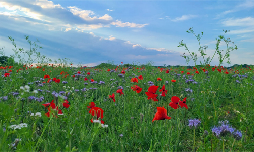 Bienenfreunde