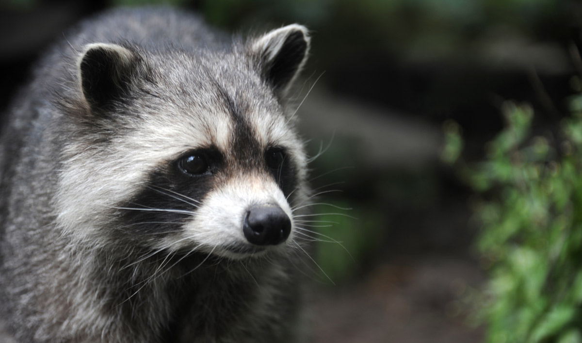 Der Waschbär im Faktencheck