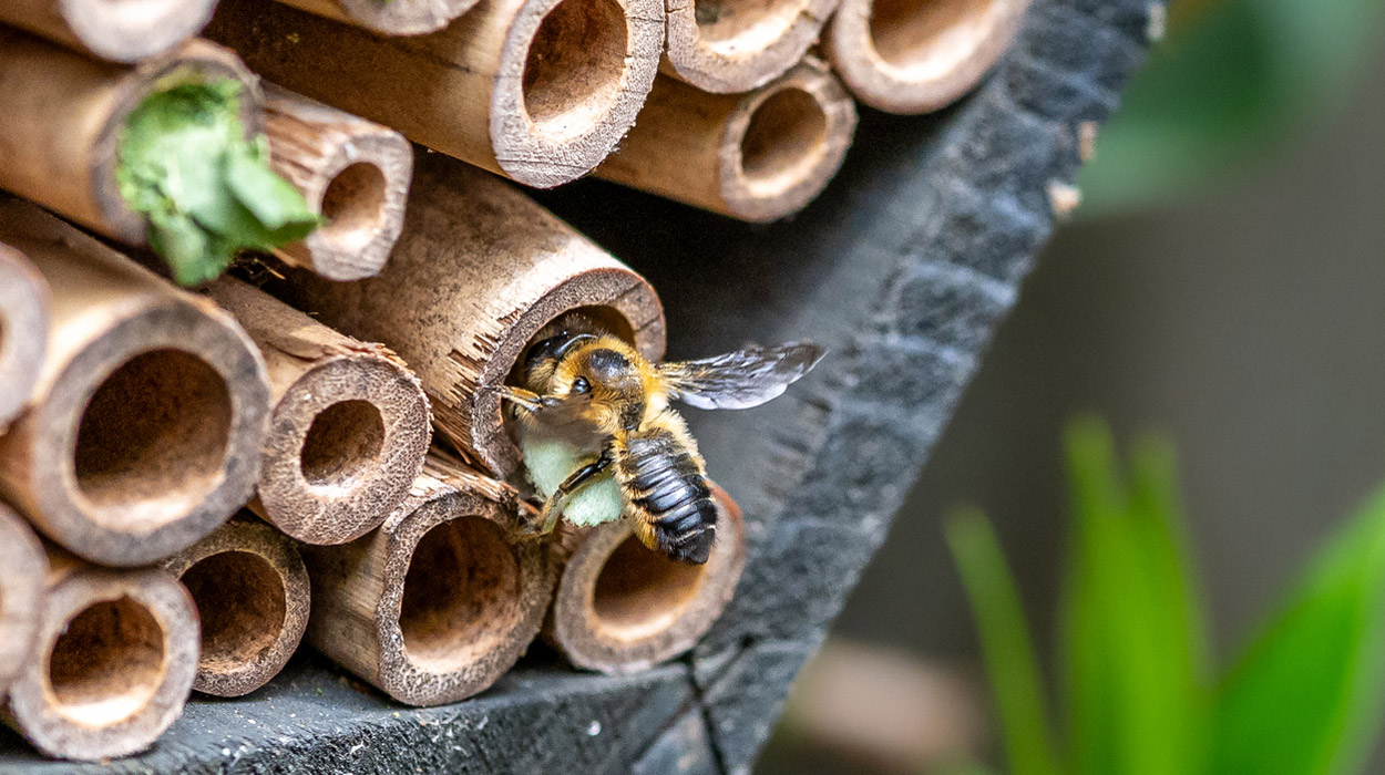 Insektenhotels: So schützen Sie Wildbienen wirklich