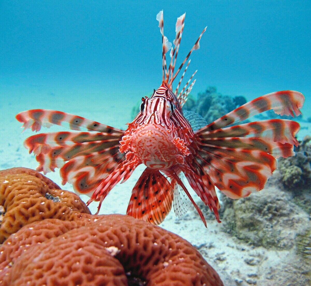 Invasive Eindringlinge im Mittelmeer