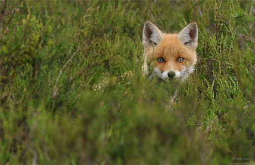 Jungfuchs auf der Suche