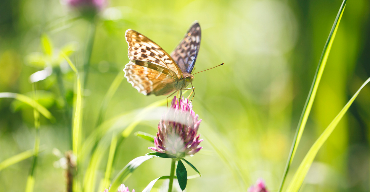 Schmetterlinge entdecken und schützen
