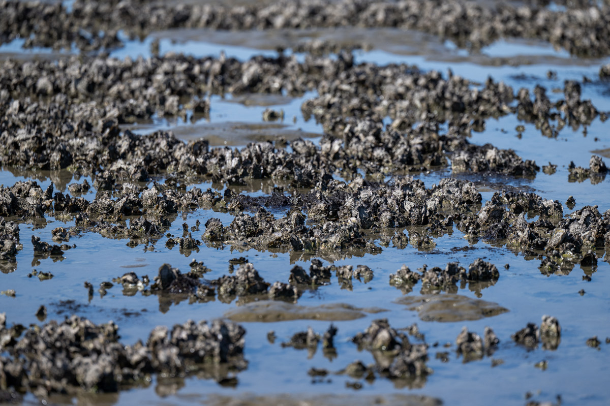 So hat sich die Artenvielfalt im Wattenmeer verändert
