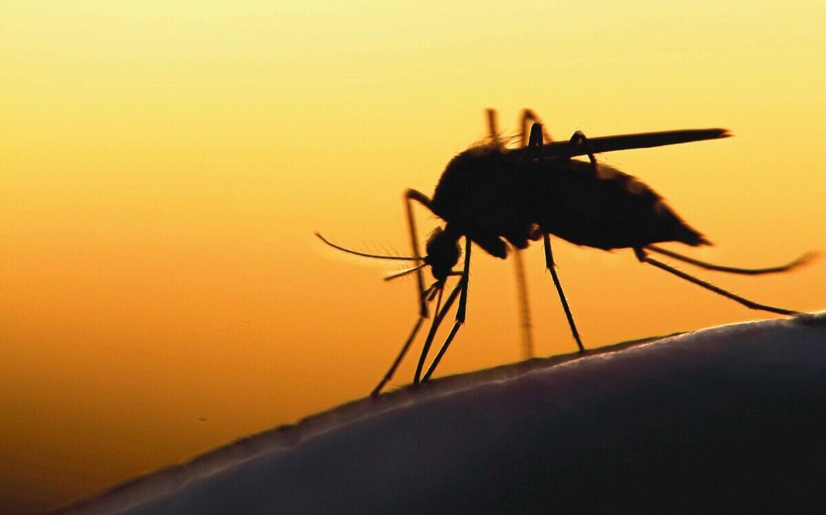 Sommer, Sonne, Stechmücke – und Krankheiten?