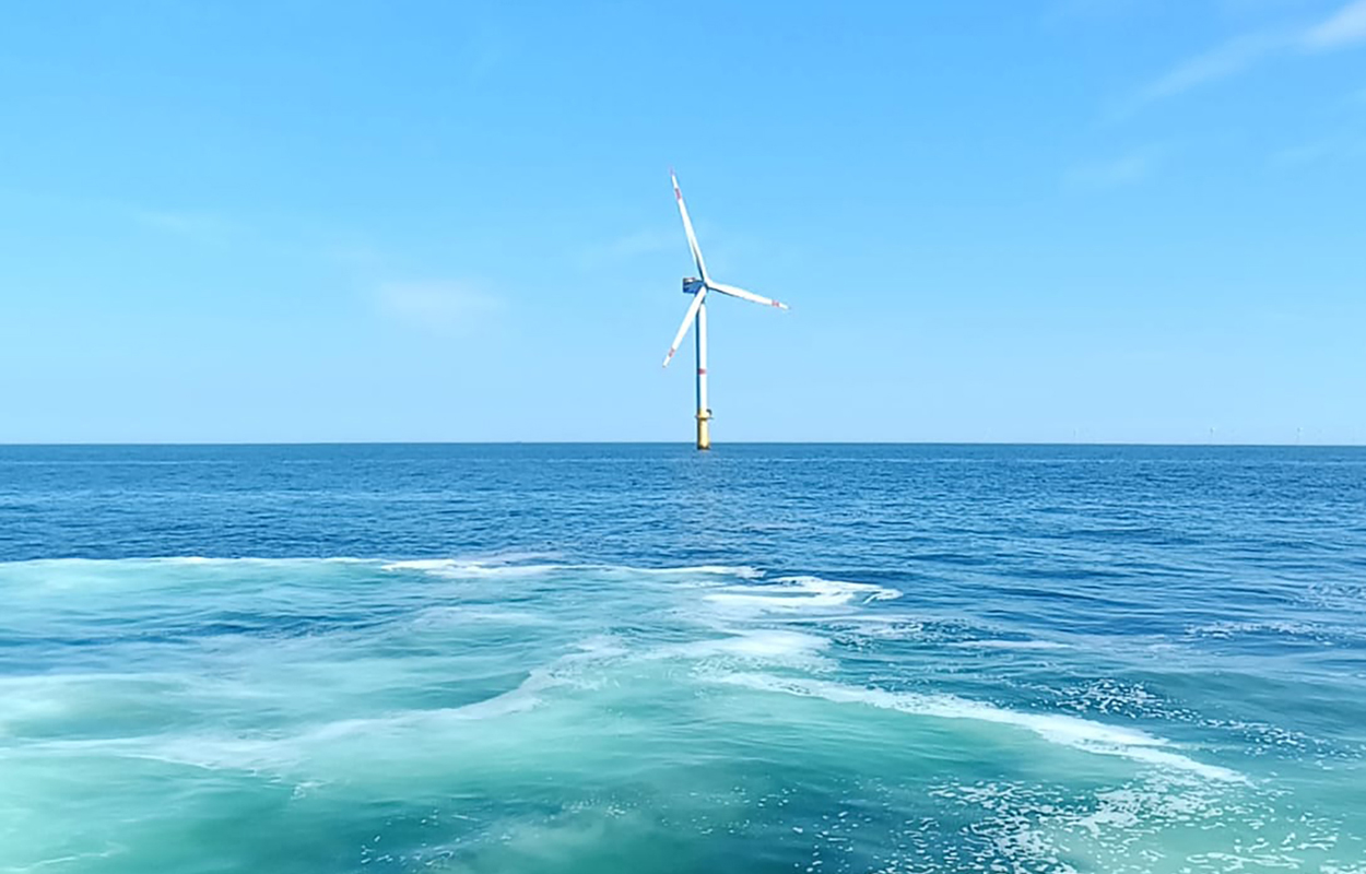 Wie sich Offshore-Windparks auf Fische auswirken