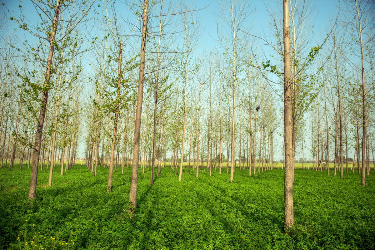 Wie sinnvoll ist „Carbon Farming“ für den Klimaschutz?