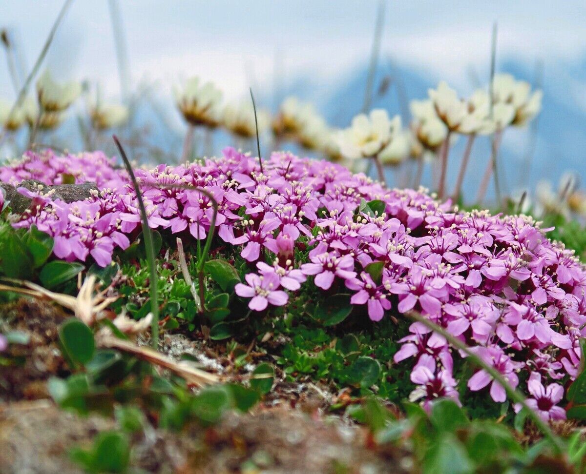 Blumen der Arktis