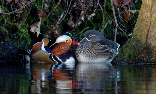 Enten-Ehepaar