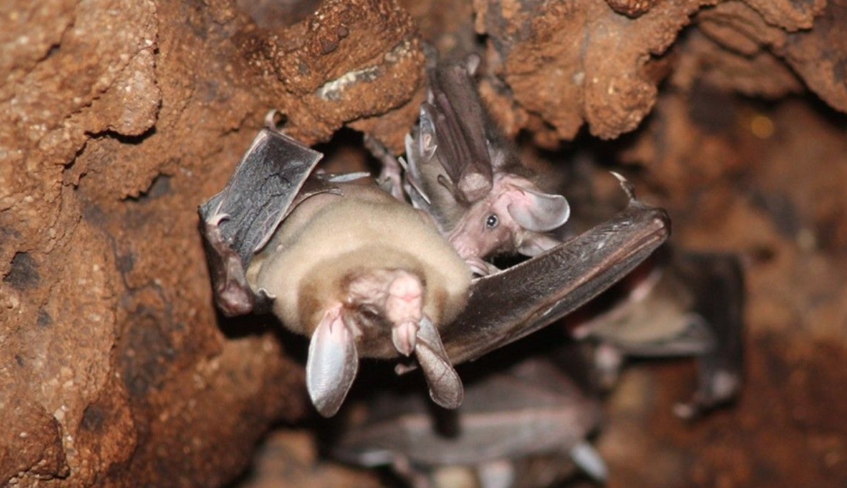 Fledermäuse sind rührende Eltern