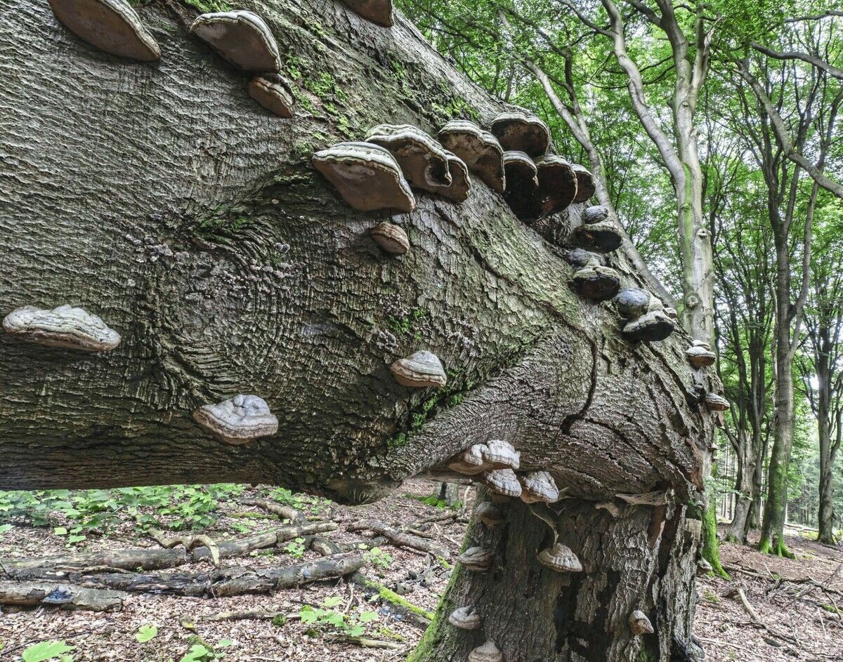 Gefährliche Pilze