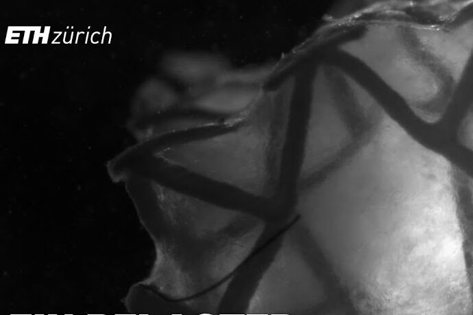 Herz-Pflaster entwickelt