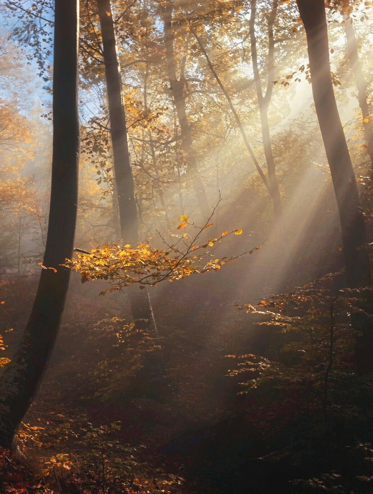 Mythos deutscher Wald