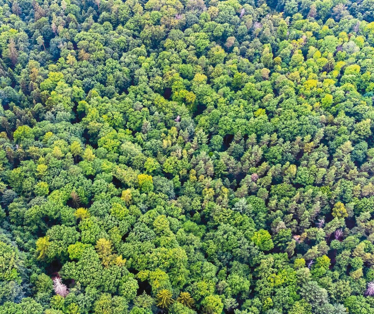Neue Bäume braucht das Land