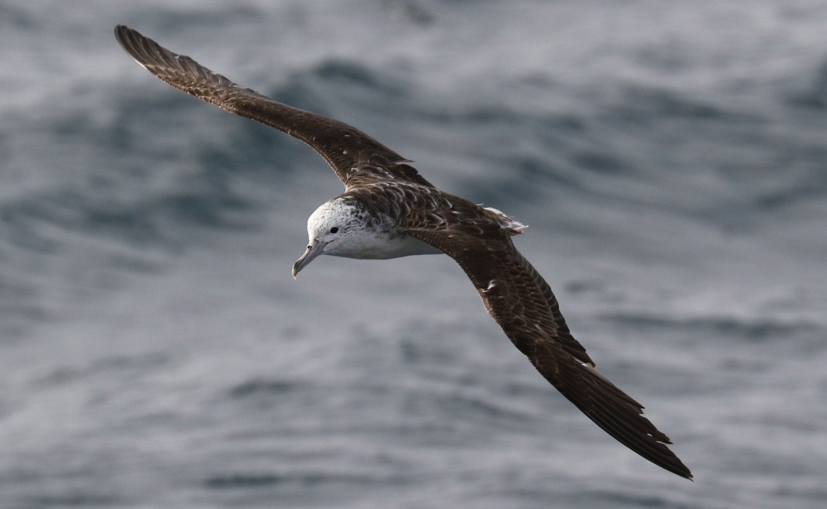 Seevögel koten nur im Flug