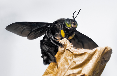 Tropische Riesenbiene