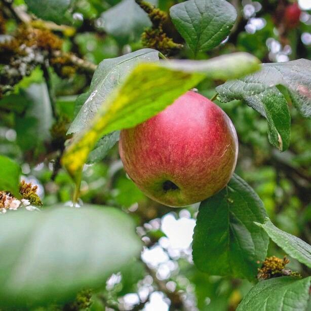 Alte Obstsorten: vergessene Schätze