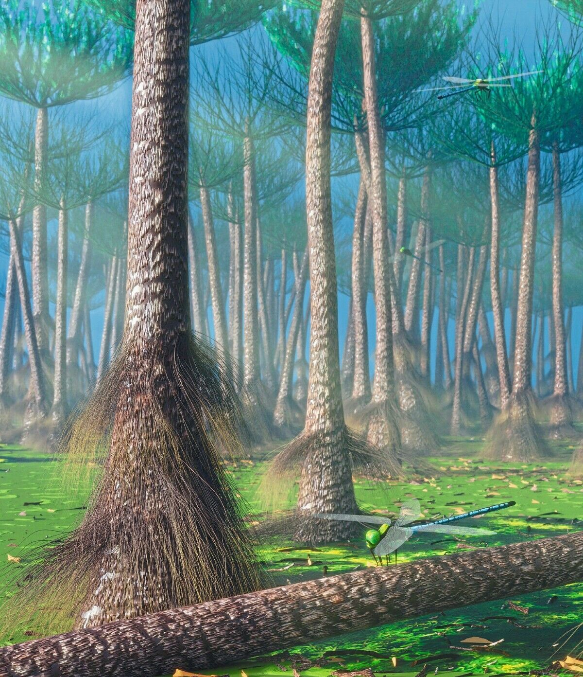 Wald im Schnelldurchlauf