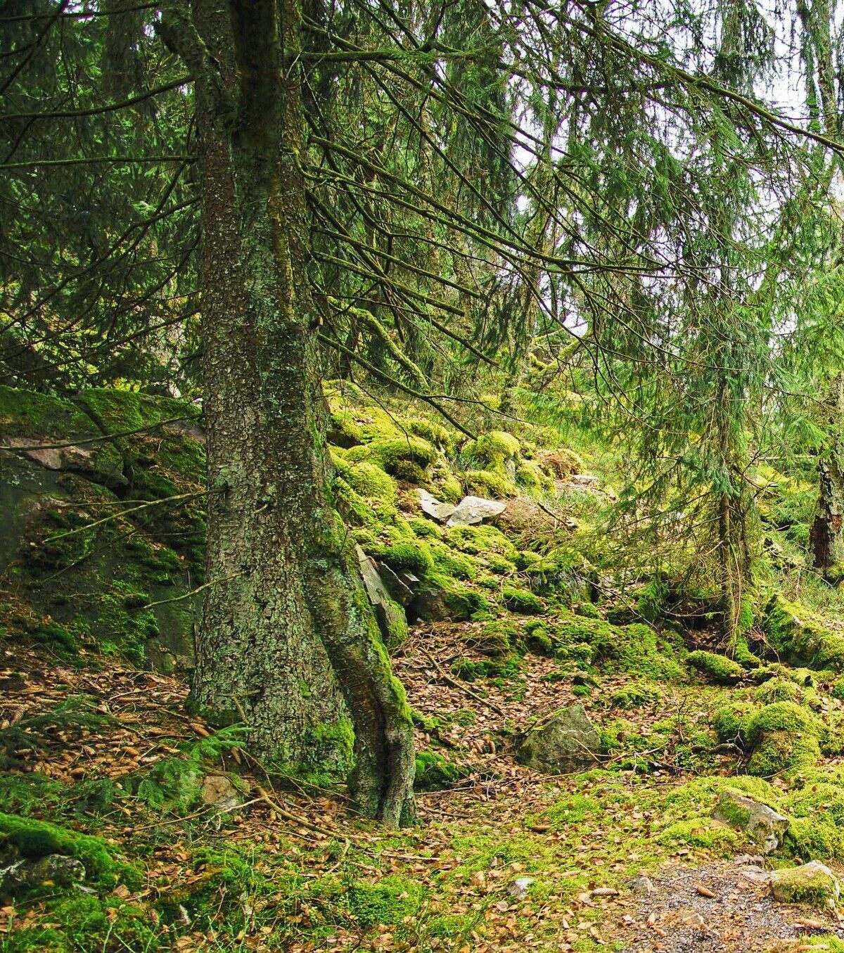Wald ist nicht gleich Wald