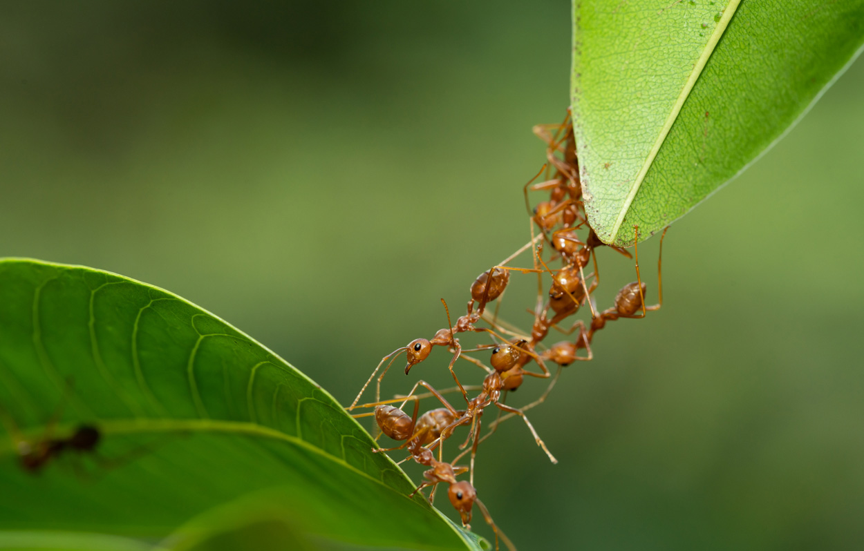 Was wir von Weberameisen über Teamwork lernen können