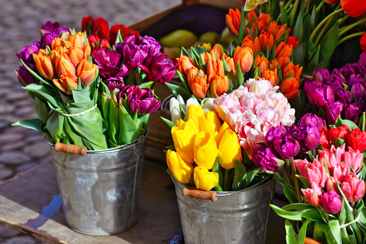 Wie finde ich nachhaltig produzierte Schnittblumen und Topfpflanzen?