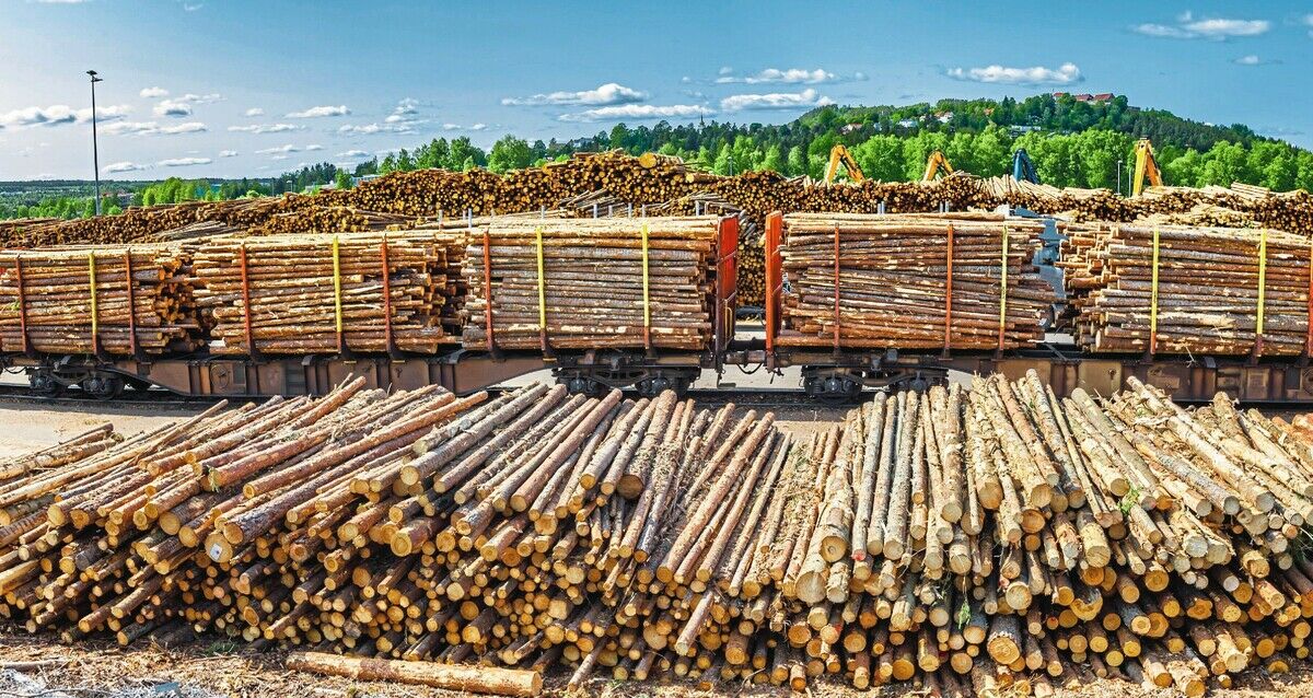 Wie viel ist der Wald wert?