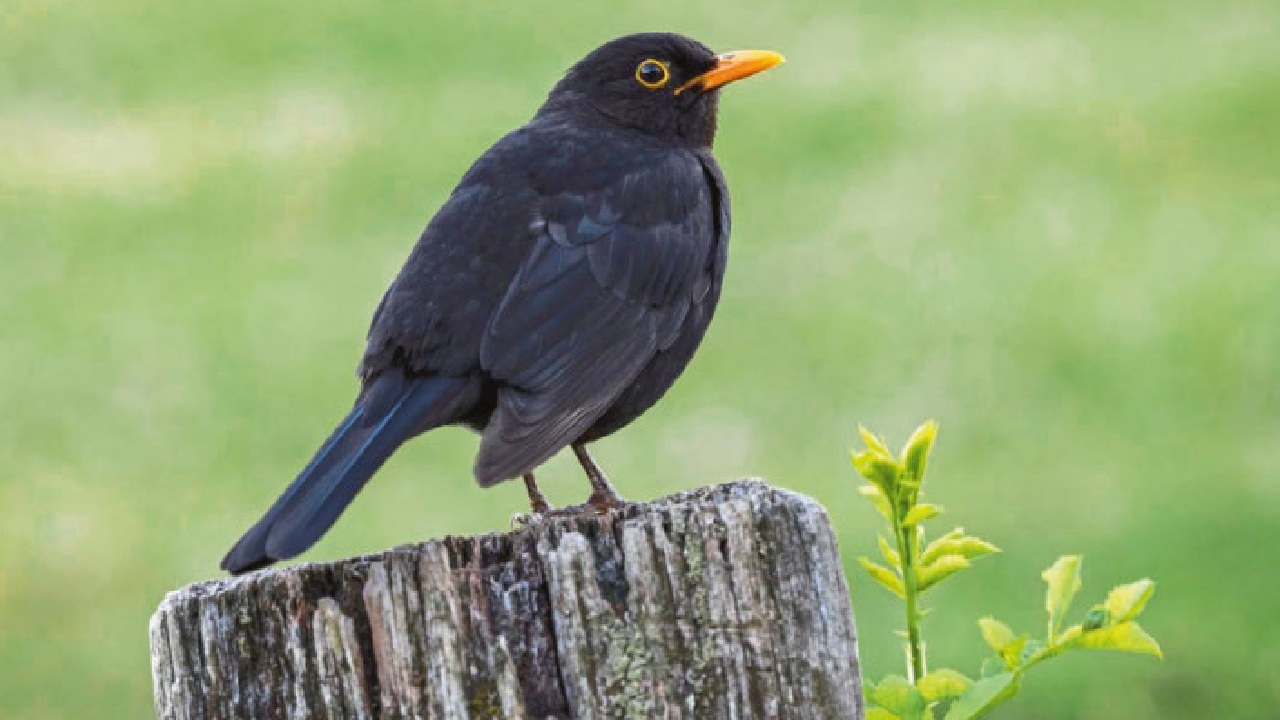 Wilde Vogelwelt