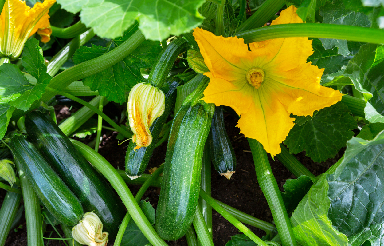 Zucchini: Tipps für den Anbau und fünf Rezepte