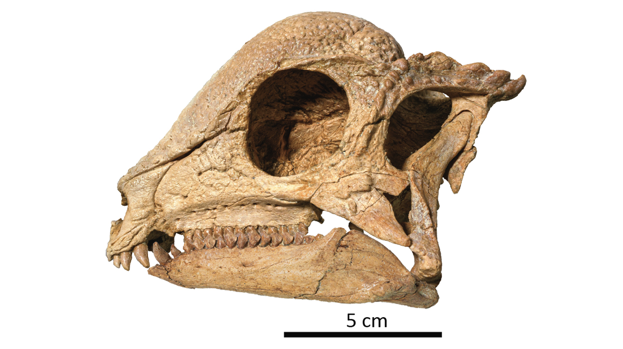 Ältestes Fossil eines Dinosauriers mit Kuppelkopf
