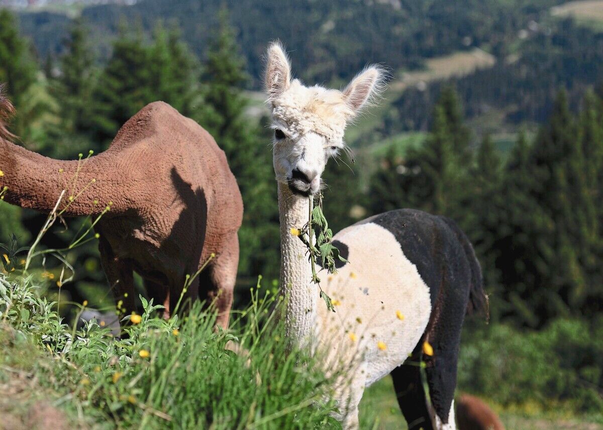 Alpakas als Landschaftsgärtner