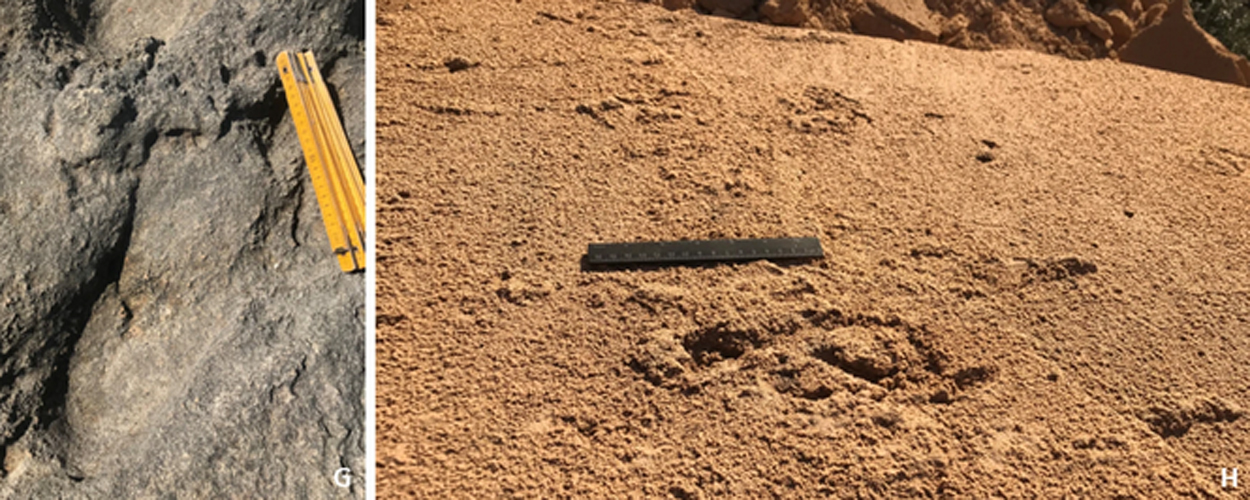 Fossile Fußabdrücke von Neandertalern an der Algarve gefunden