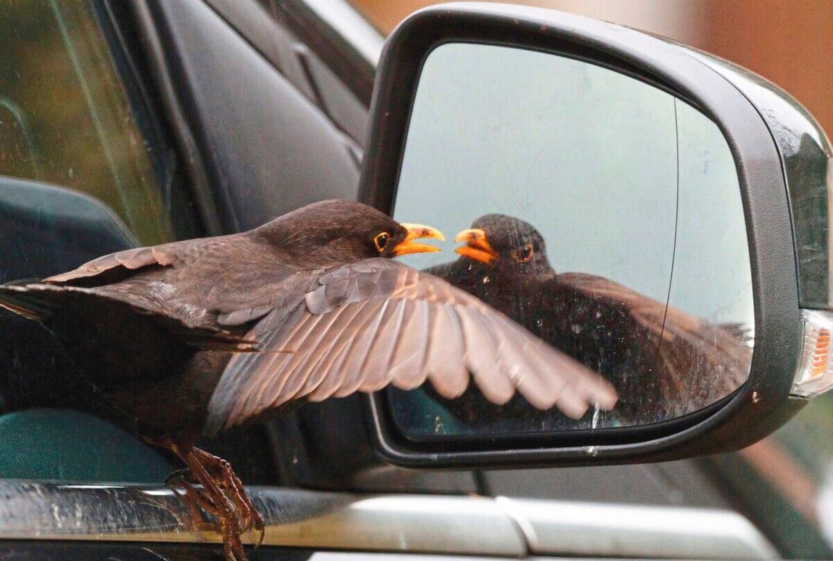 Amseln: Geheimnisvoller Allerweltsvogel