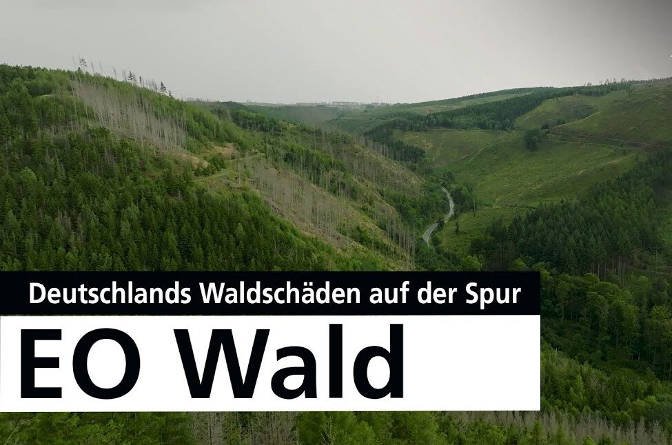 Kranker Wald im Visier