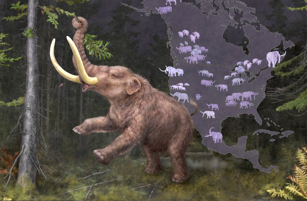 Neue Einblicke in die Evolution des Mastodons