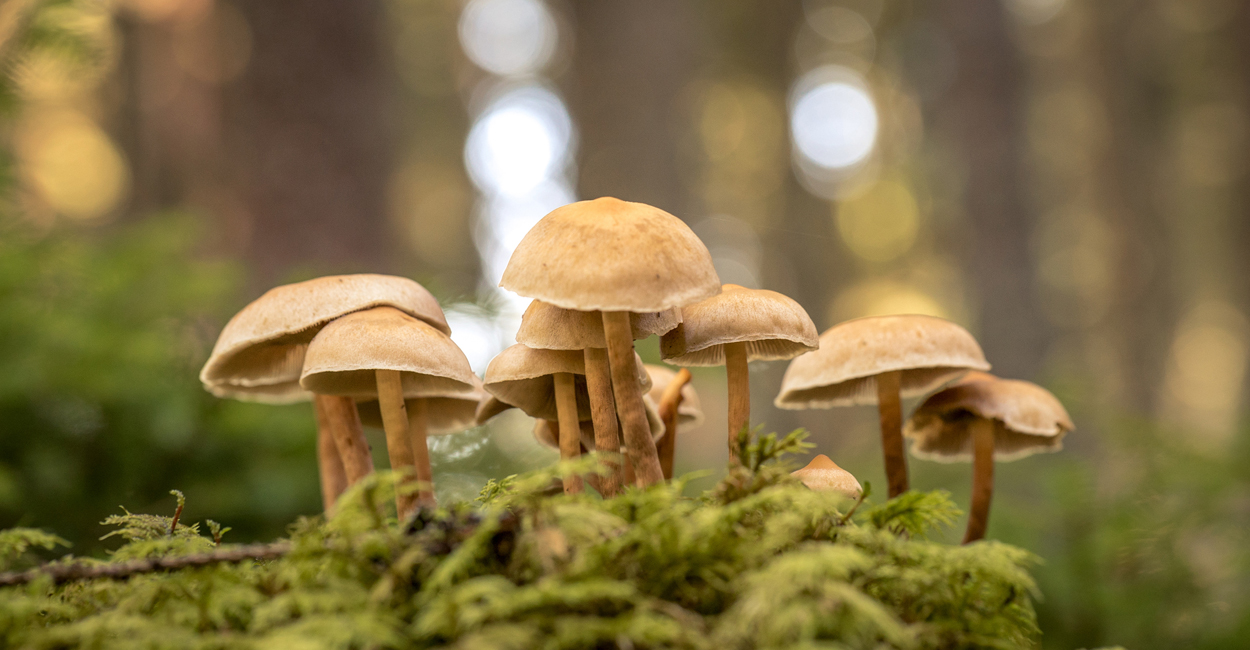 Radioaktivität: Wie belastet sind Wildpilze in Deutschland?