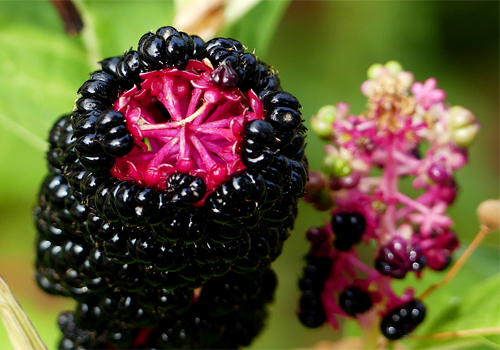 Trügerische Beeren