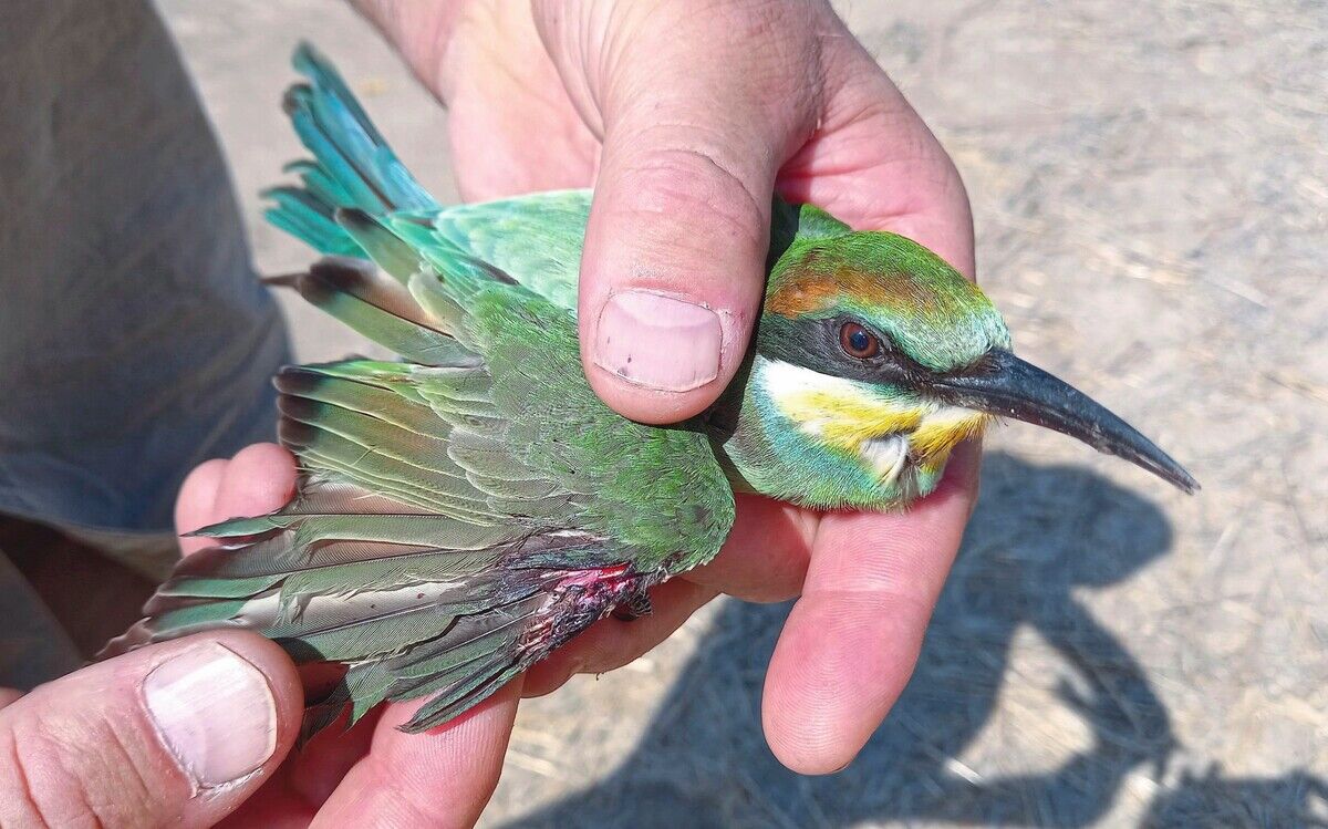 Vogelfrei? Illegaler Vogelhandel in Europa