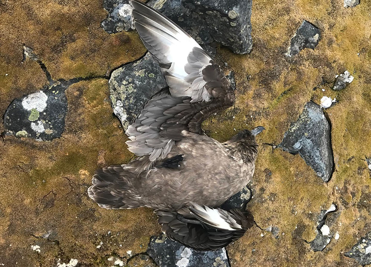 Vogelgrippe breitet sich weiter aus
