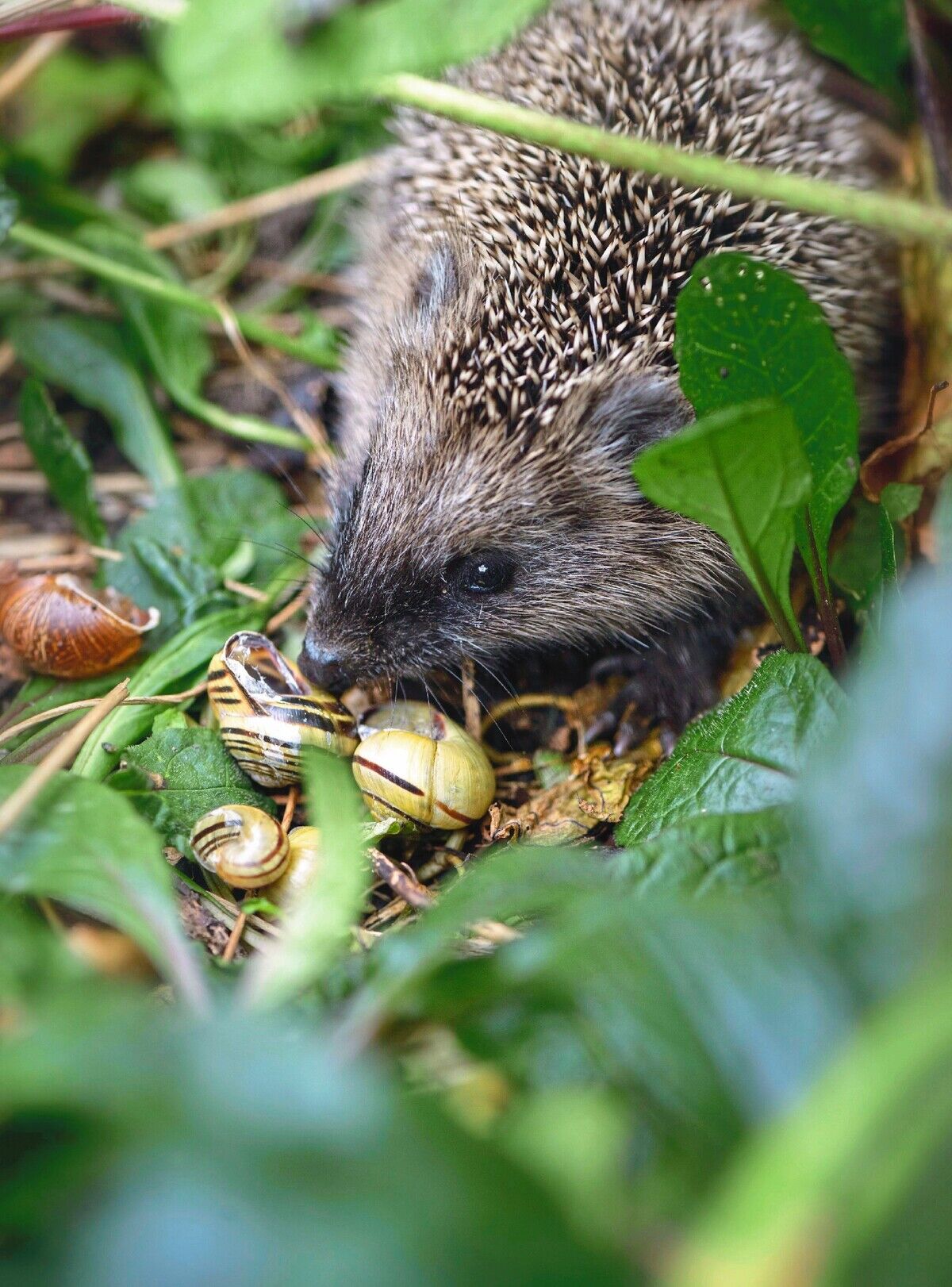 Igel füttern – hilft oder schädigt es den Tieren?