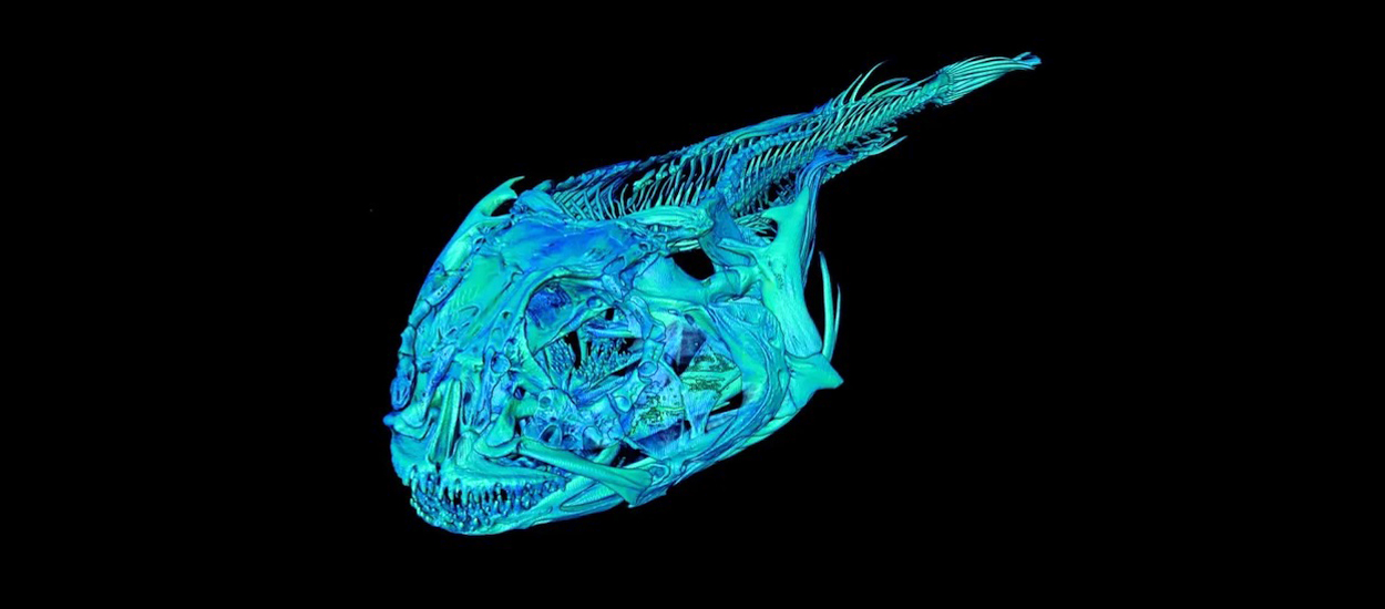 3D-Scan eines antarktischen Eisfisches